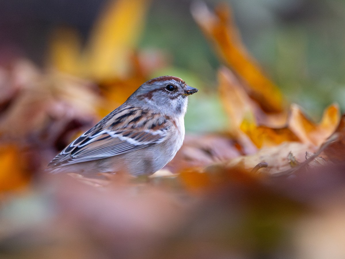 American Tree Sparrow - ML644572549