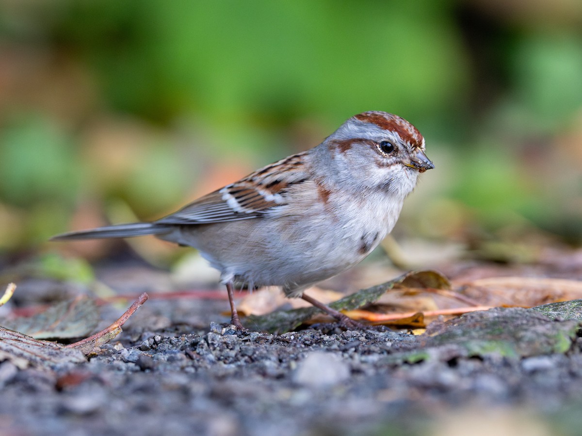 American Tree Sparrow - ML644572550