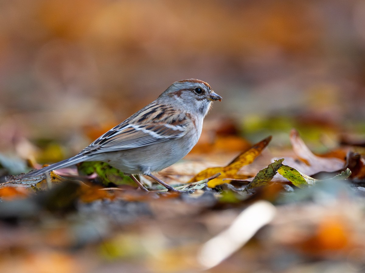 American Tree Sparrow - ML644572551