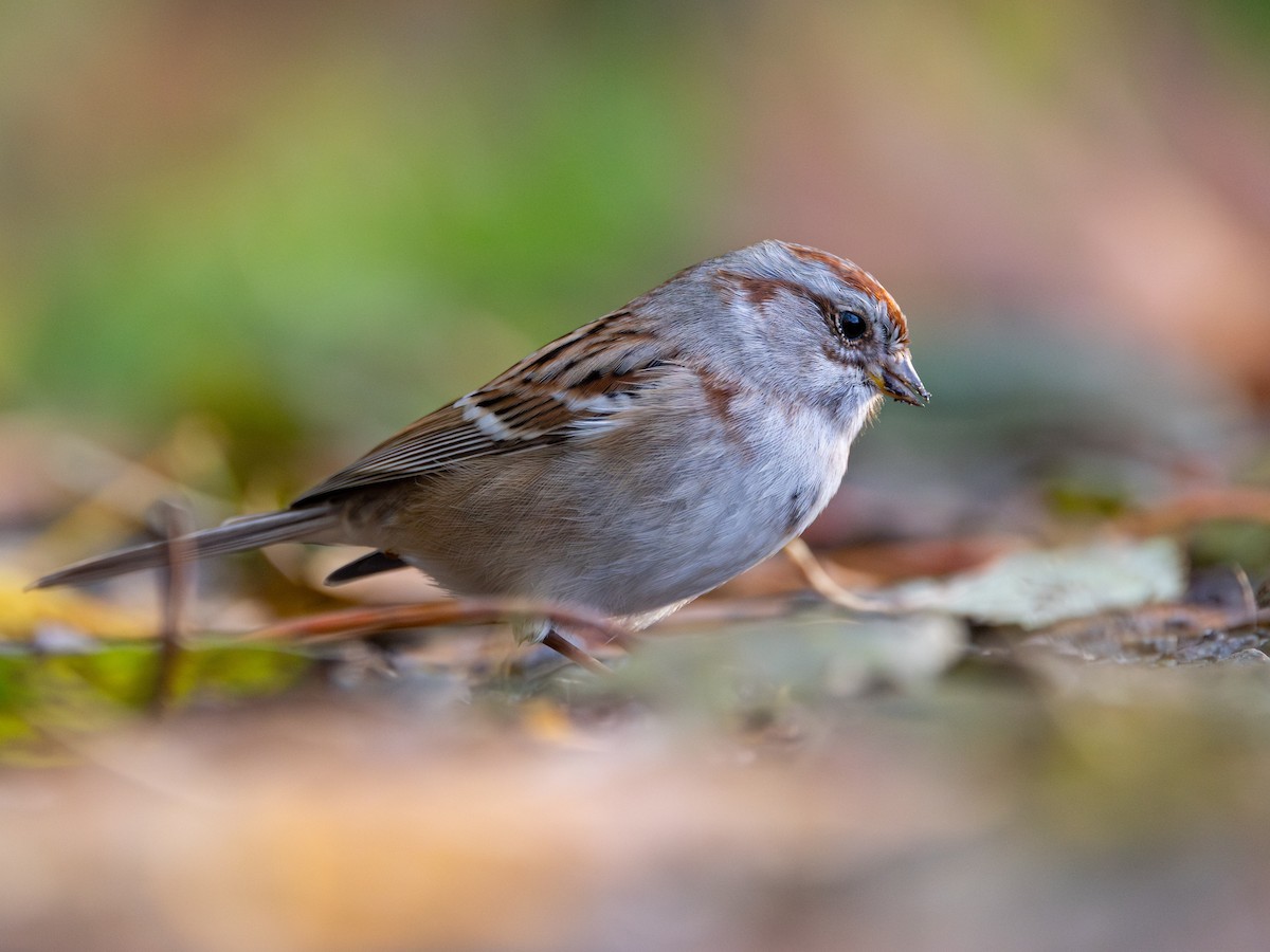 American Tree Sparrow - ML644572552