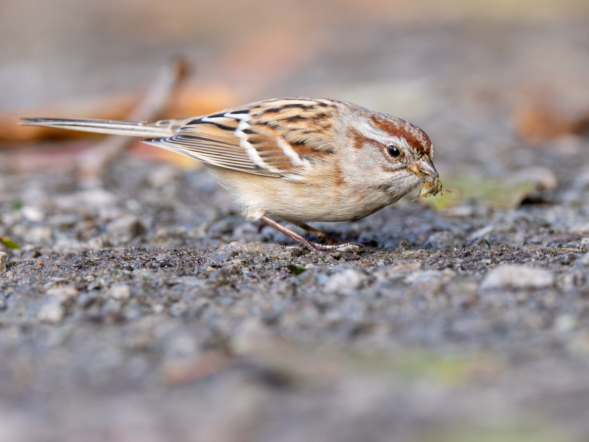 American Tree Sparrow - ML644572553