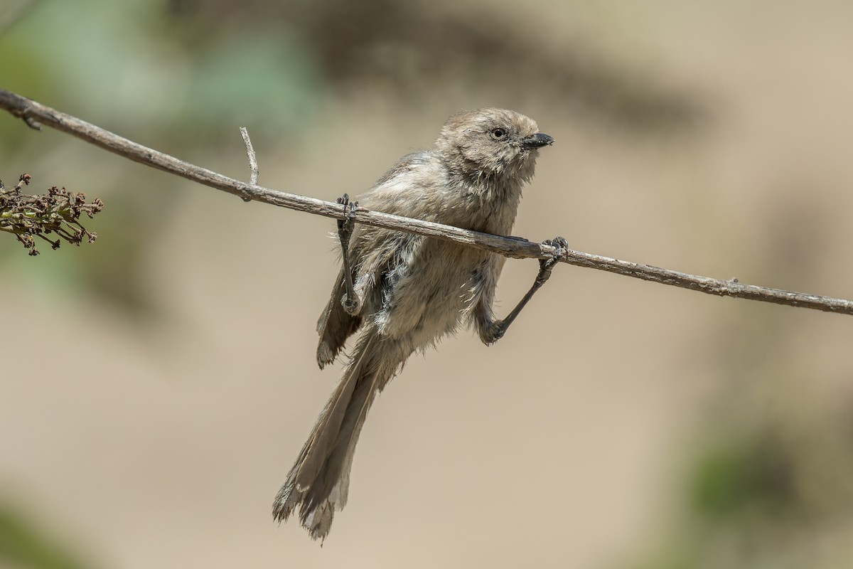 krattmeis - ML644572557