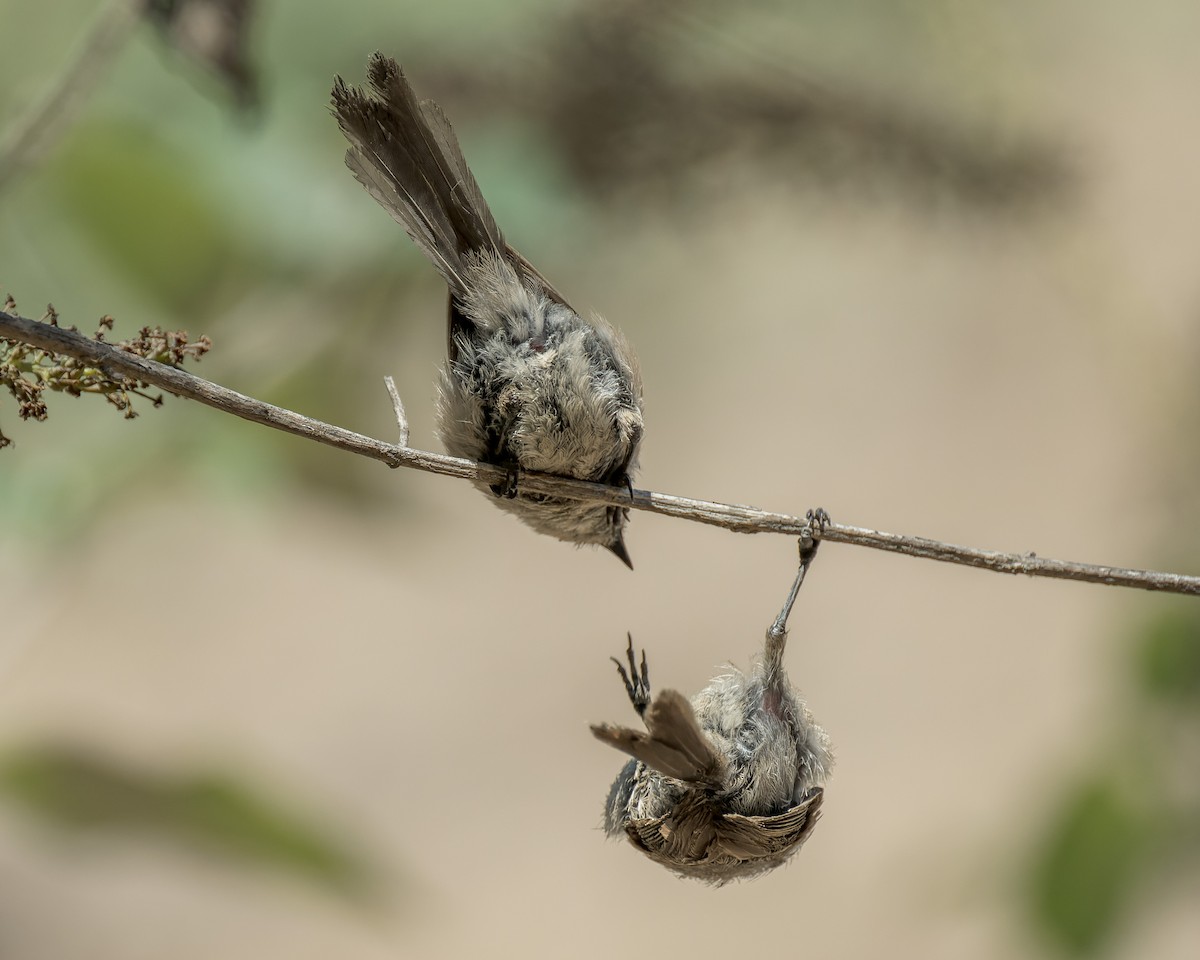 krattmeis - ML644572565