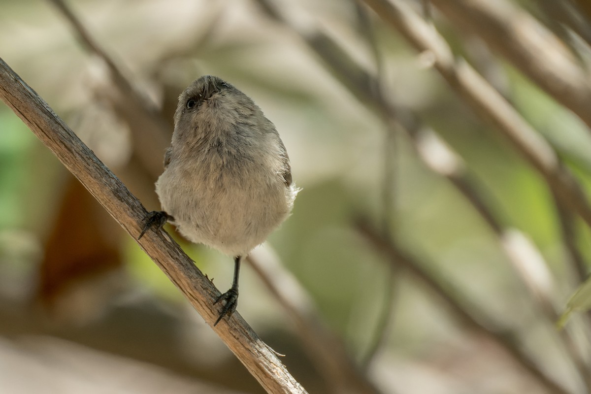 krattmeis - ML644572566