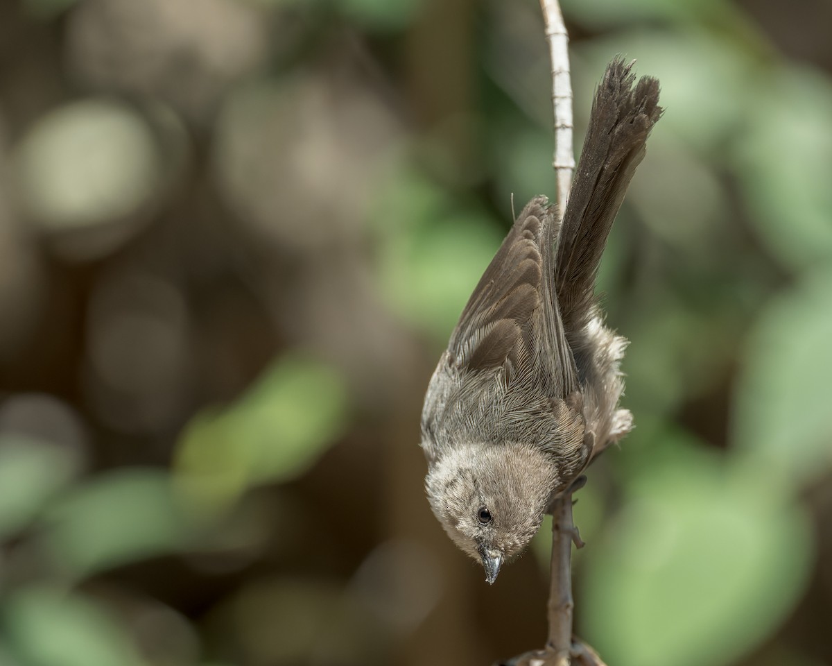 krattmeis - ML644572567