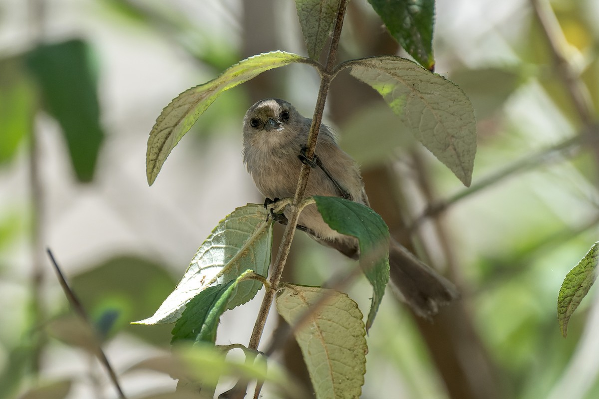 krattmeis - ML644572568