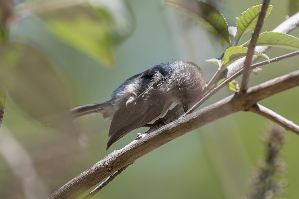 krattmeis - ML644572569