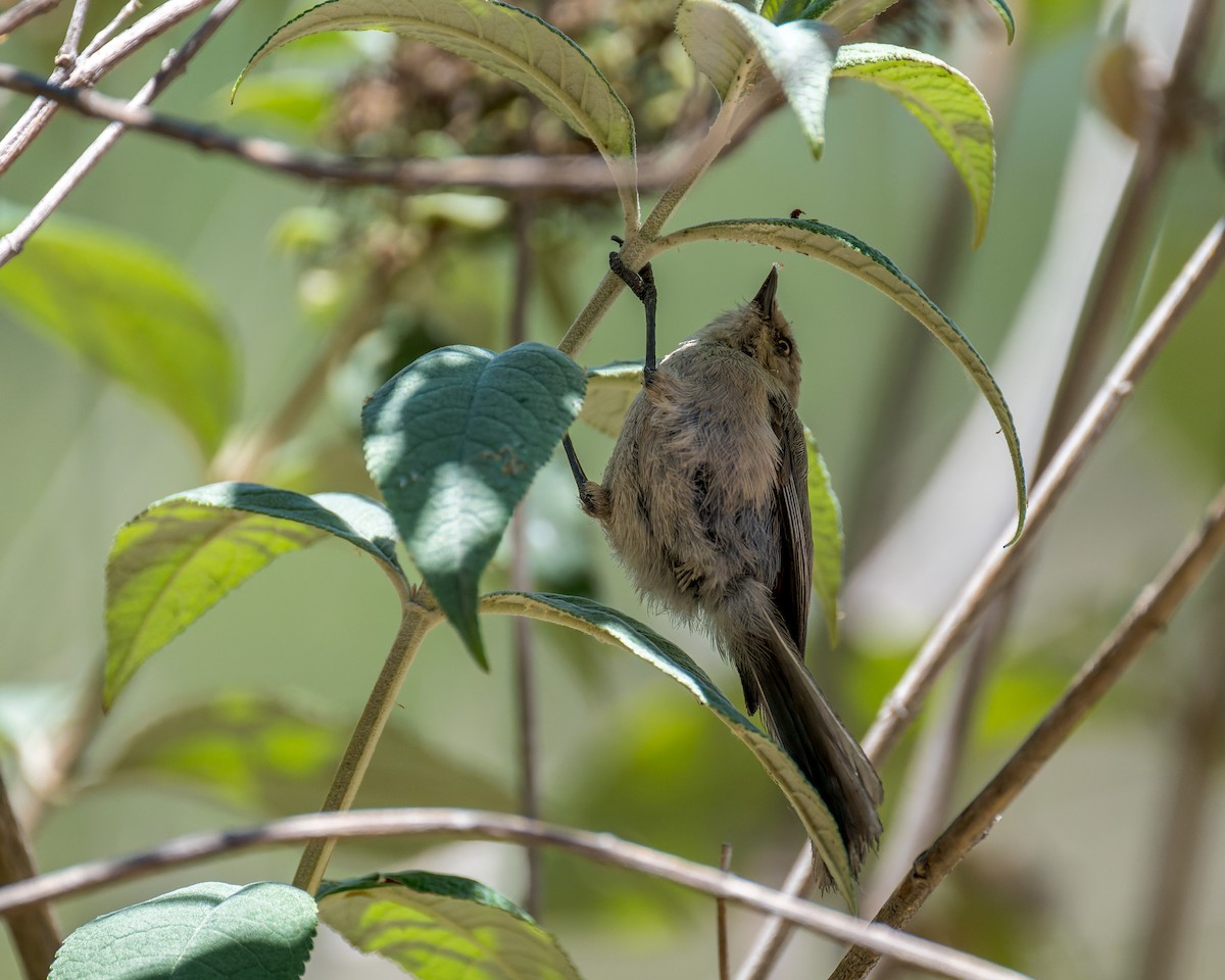 krattmeis - ML644572570