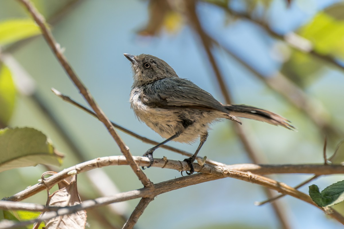 krattmeis - ML644572571