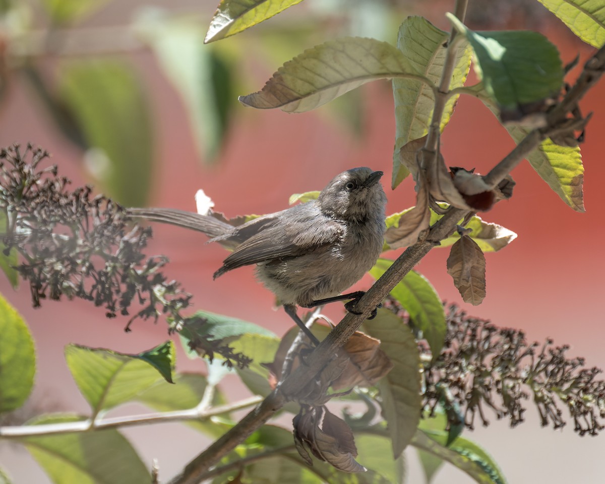 krattmeis - ML644572572