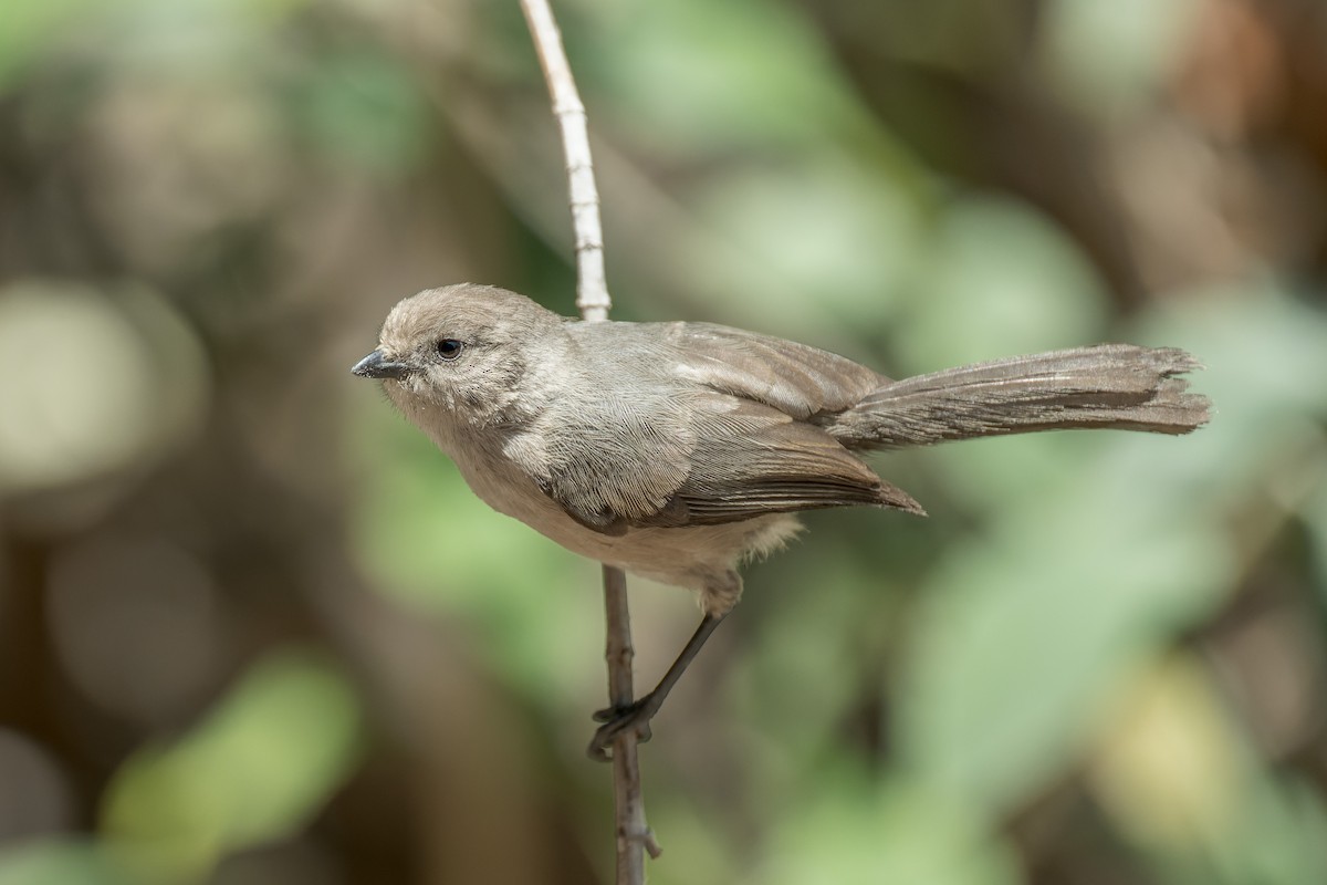 krattmeis - ML644572573