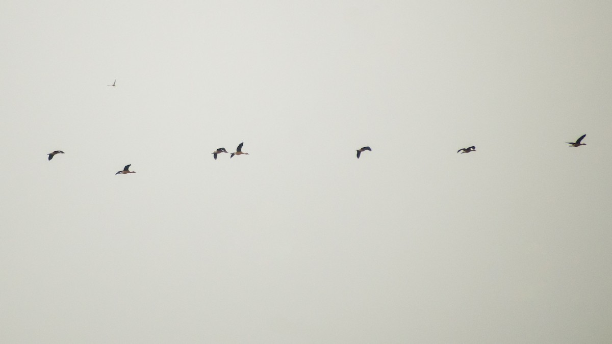 Модны анхир - ML644572588