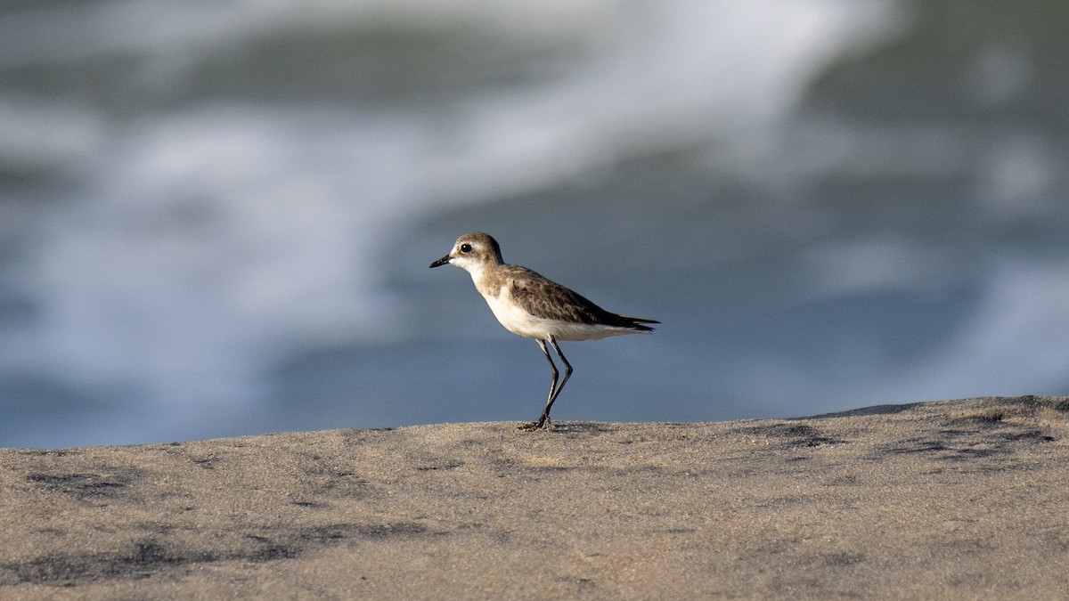 Tibetan Sand-Plover - ML644572591