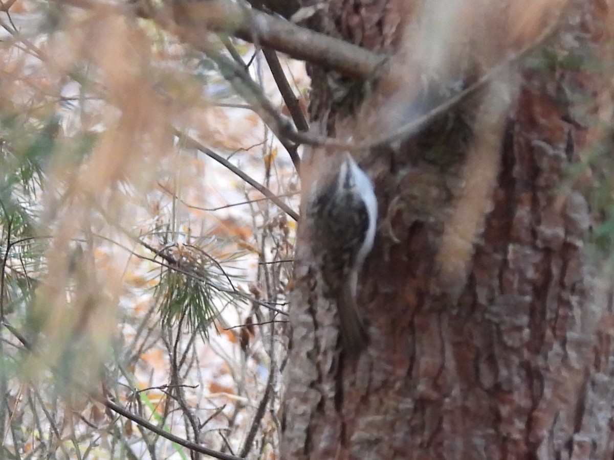 Grimpereau des bois - ML644572593