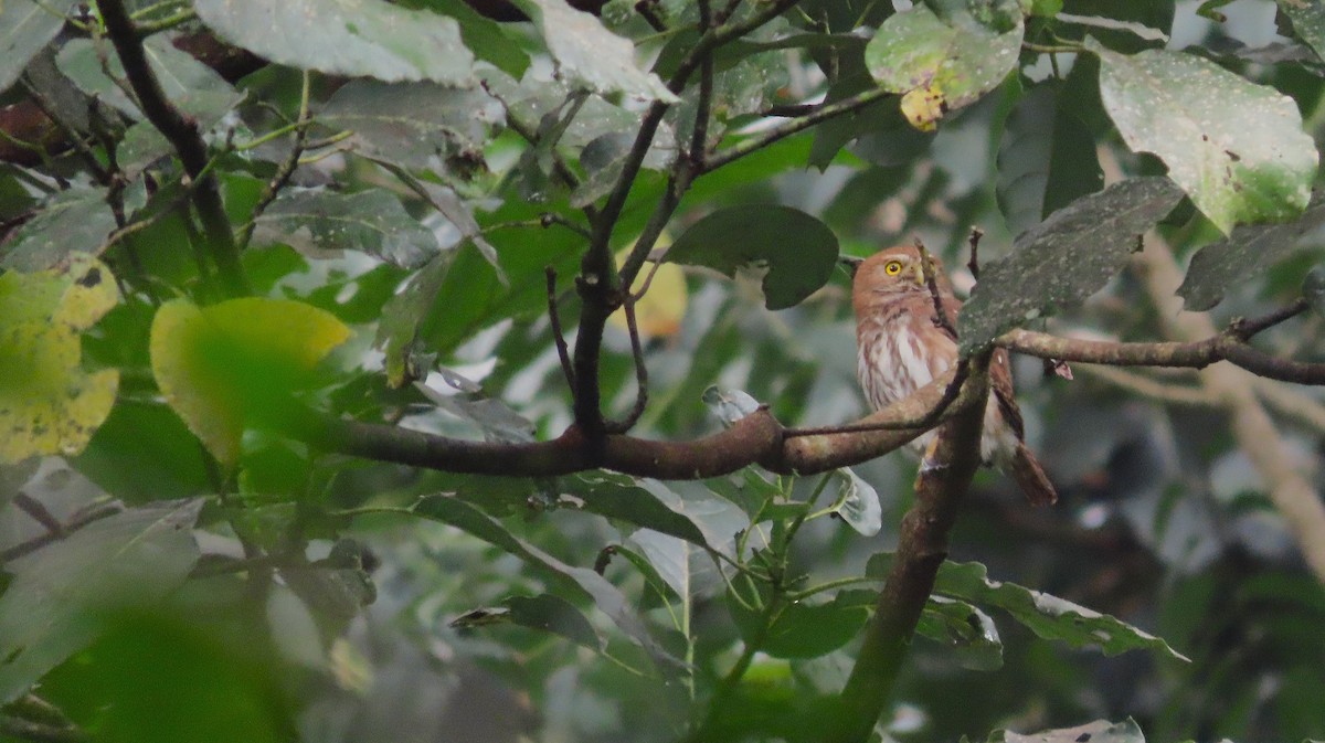 Рыжий сычик - ML644572596