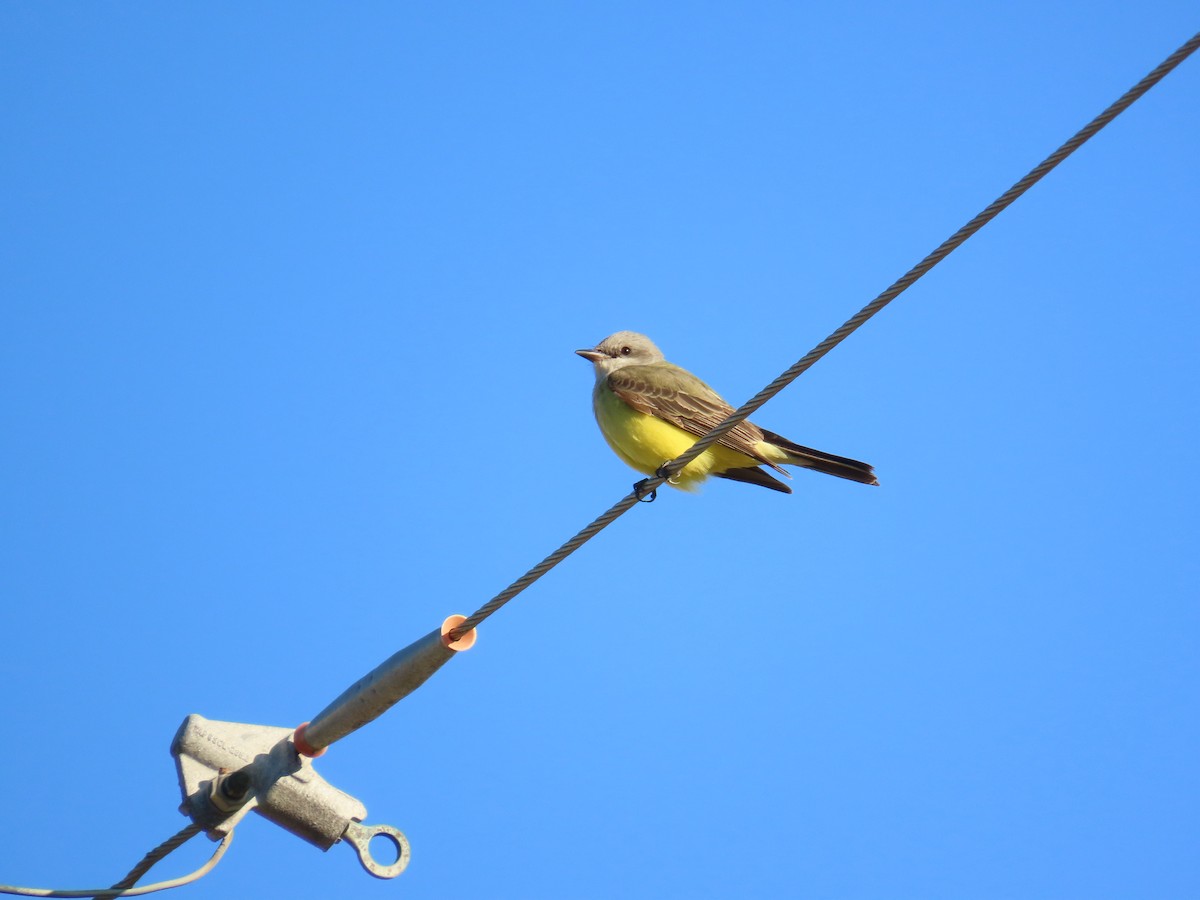 Western Kingbird - ML644572598