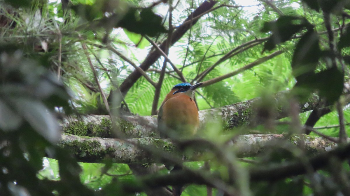 Диадемовый момот - ML644572602