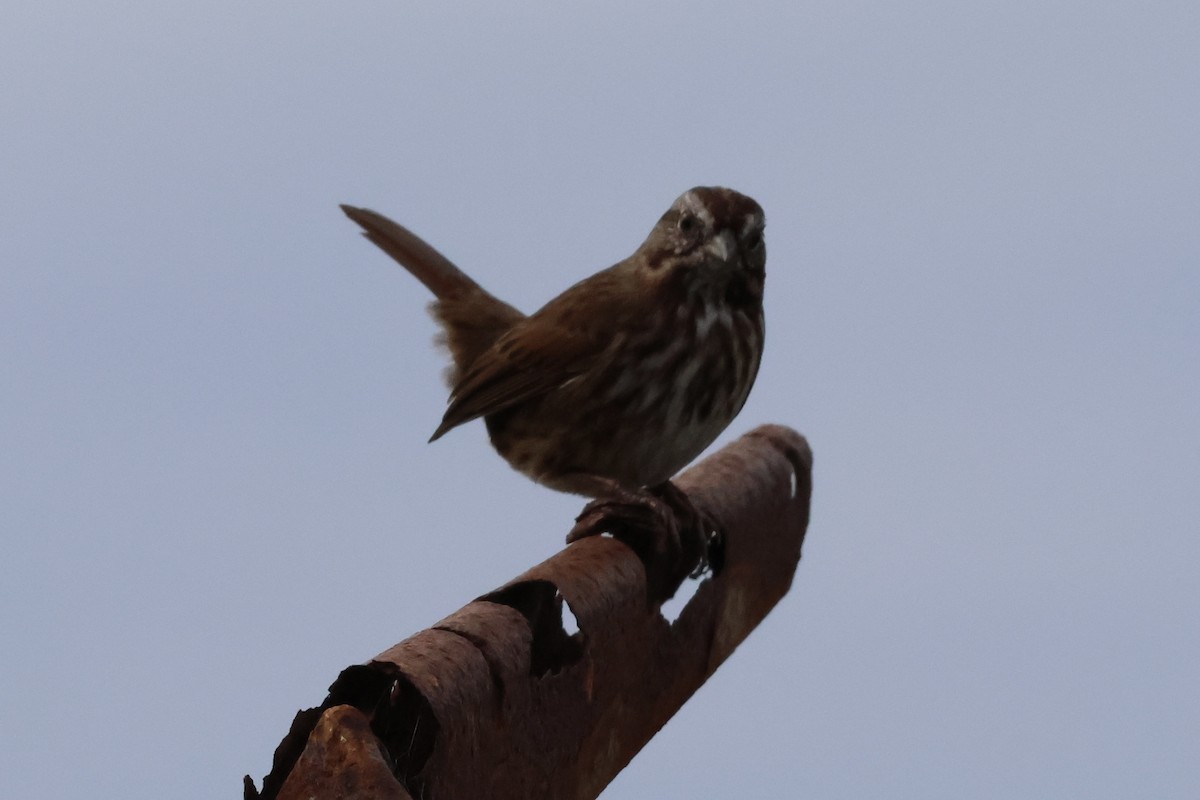 Bruant chanteur - ML644572609