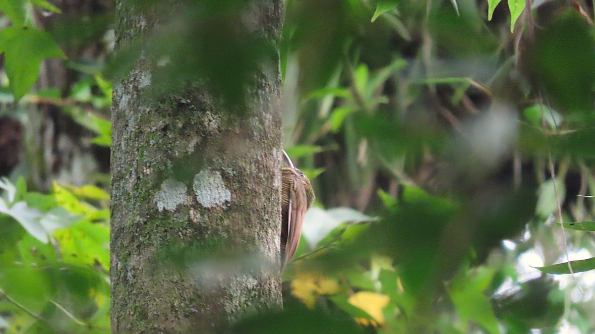 Полосатый древолаз - ML644572625