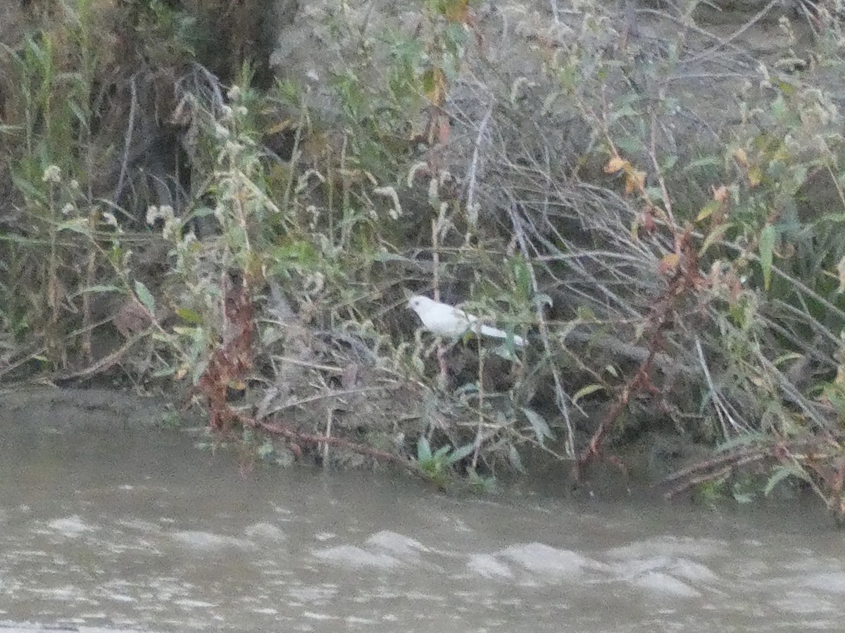 California Towhee - ML644572626