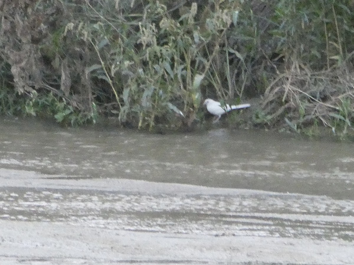 California Towhee - ML644572627