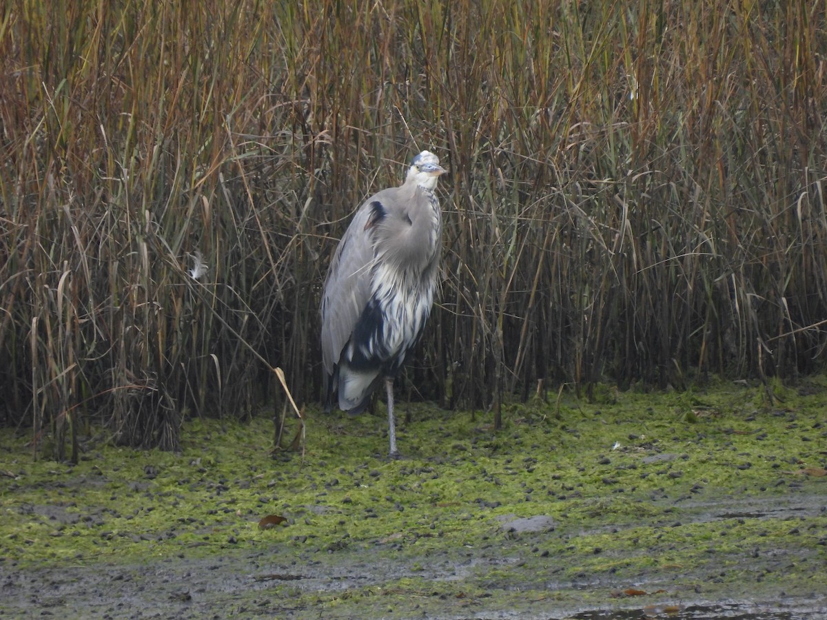Great Blue Heron - ML644572631