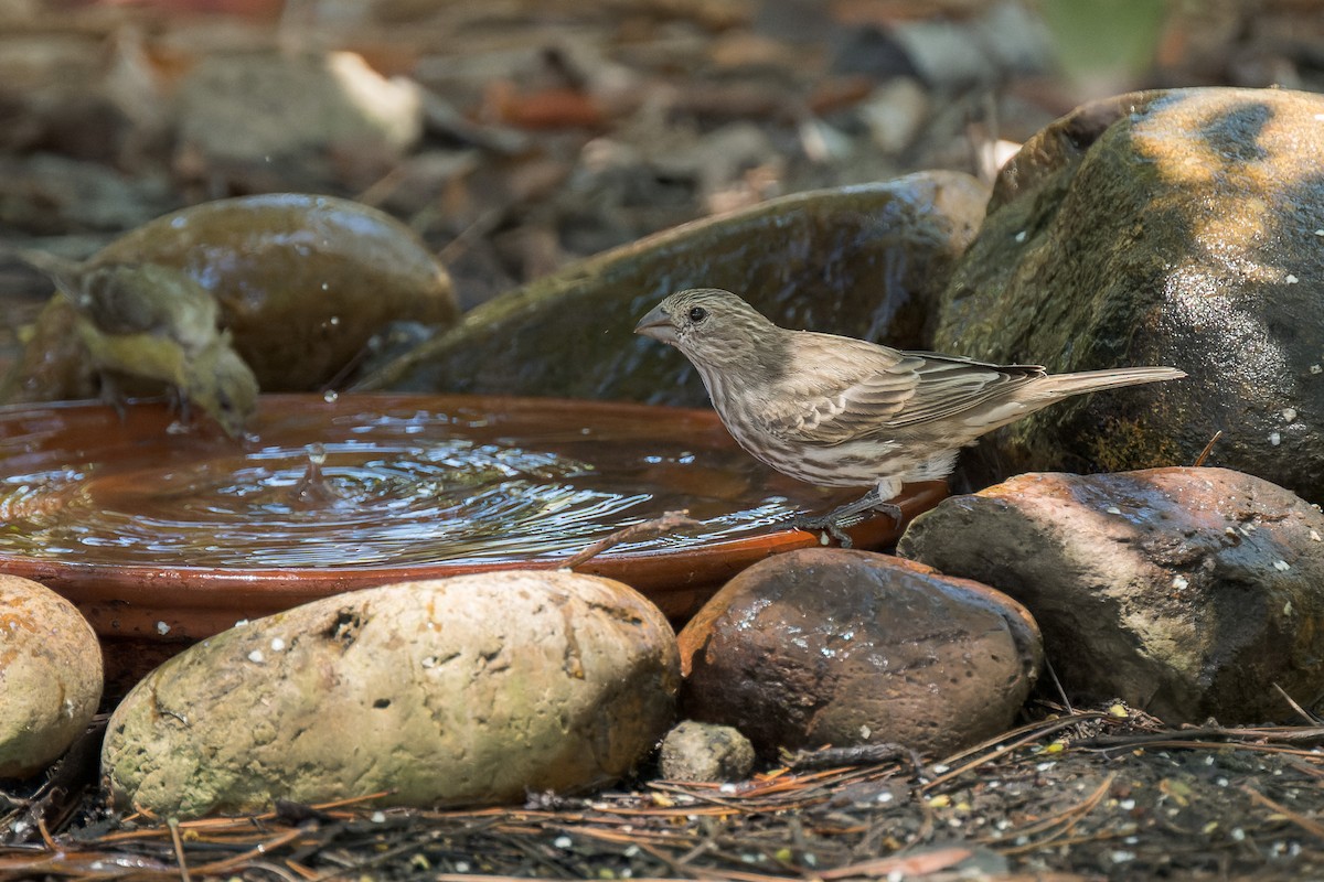 House Finch - ML644572638