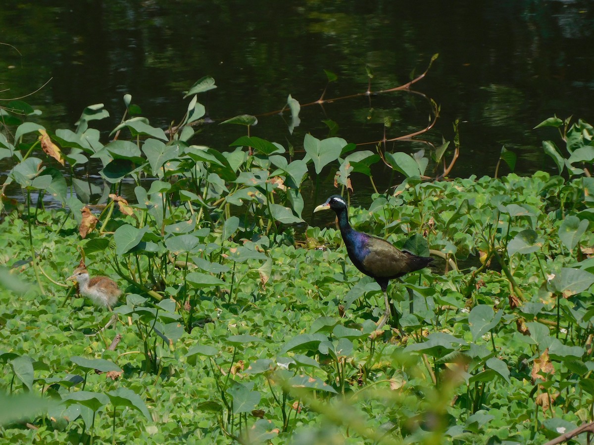 Бронзовокрылая якана - ML644572658