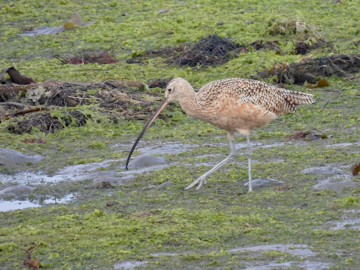 Кульон американський - ML644572659