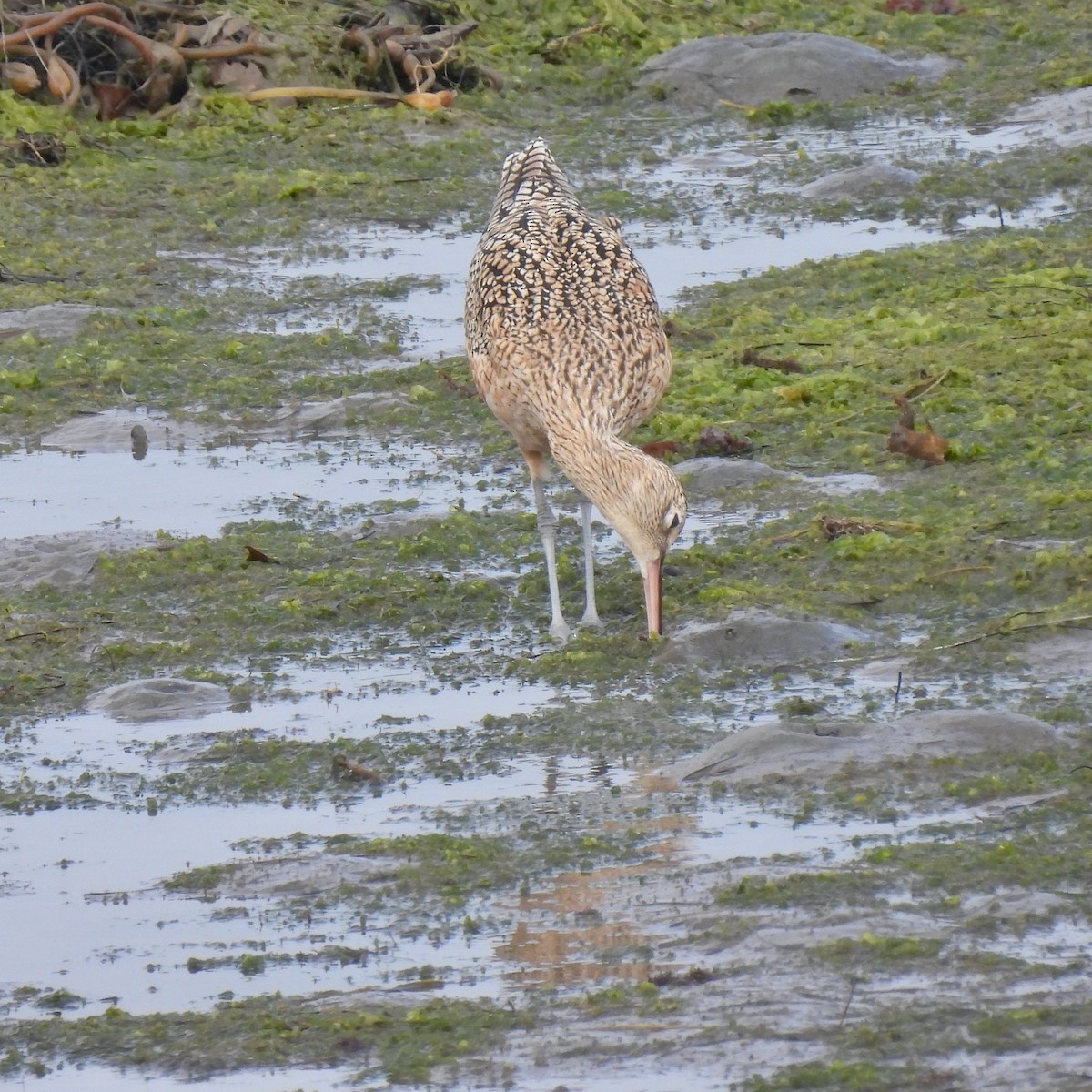 Кульон американський - ML644572661