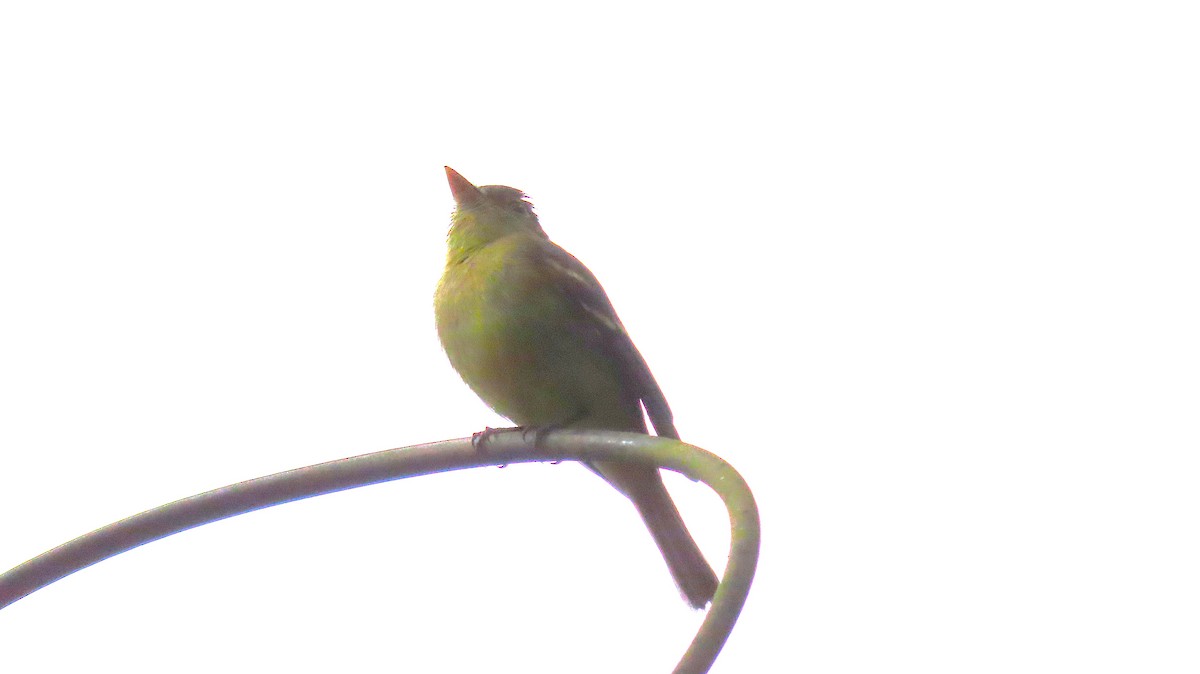 Желтобрюхий мухолов - ML644572667