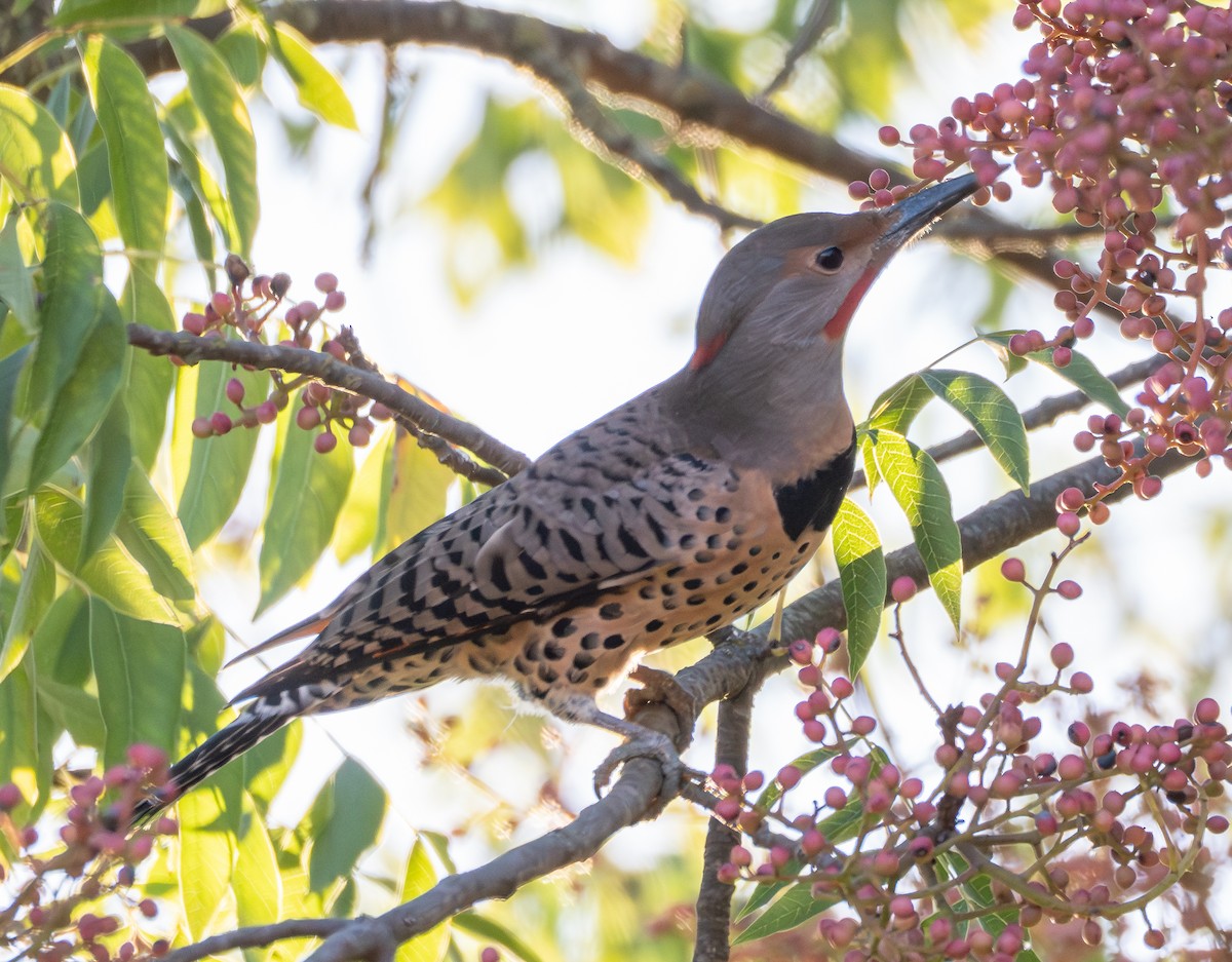 Northern Flicker - ML644572670