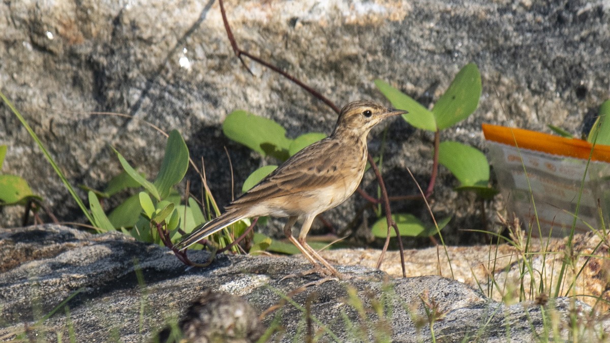 Orientspornpieper - ML644572684