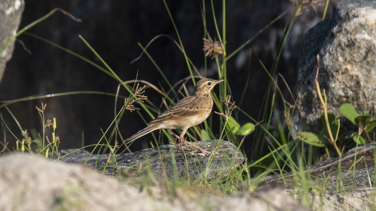 Orientspornpieper - ML644572685