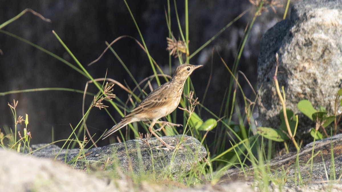 Orientspornpieper - ML644572686