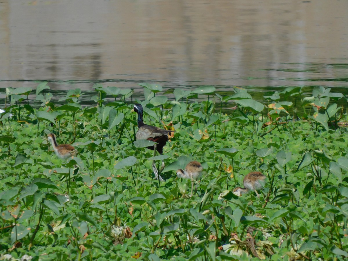 Jacana bronzé - ML644572694