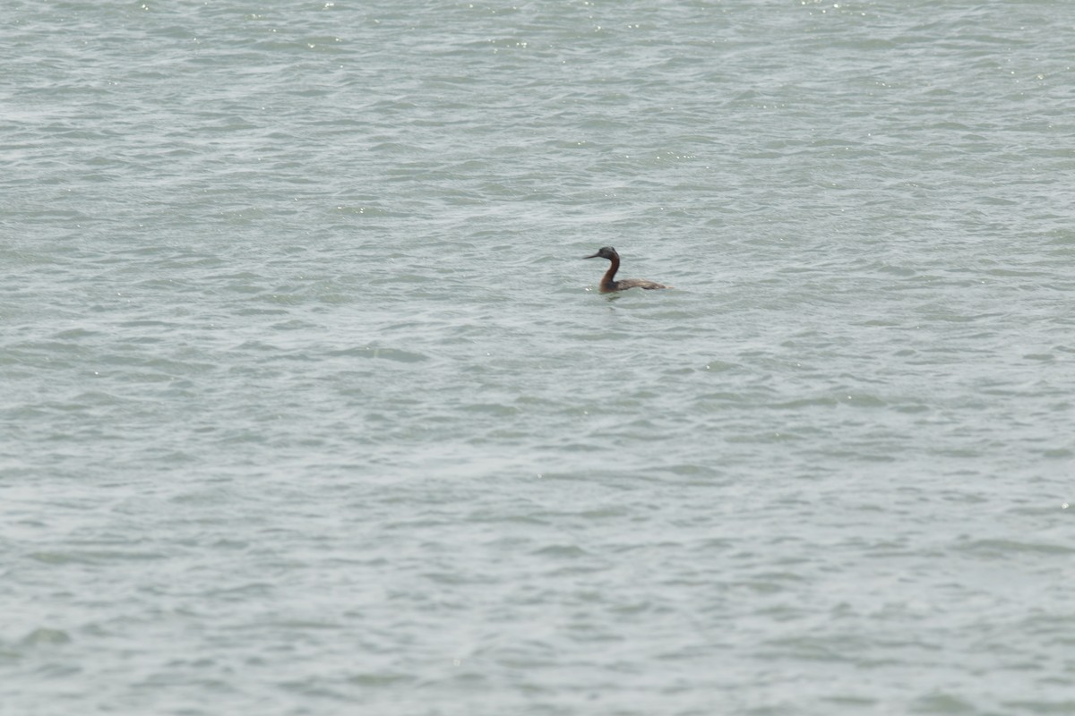 Great Grebe - ML644572695