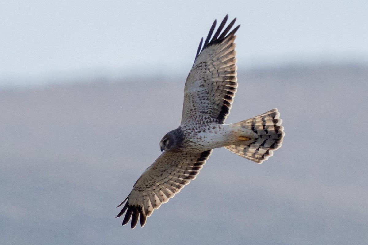 Northern Harrier - ML644572699
