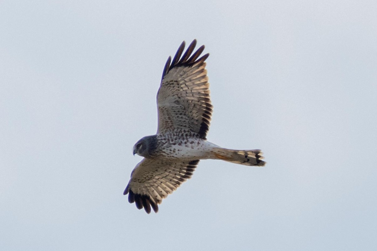 Northern Harrier - ML644572701