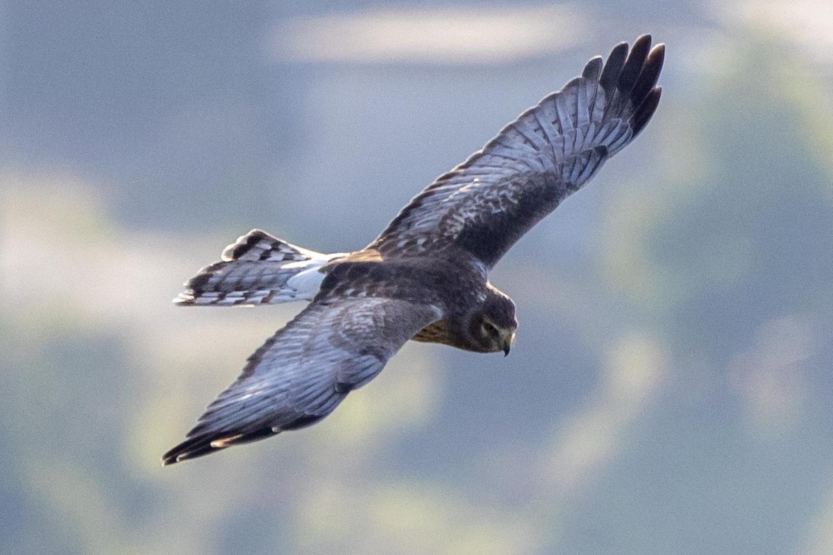Northern Harrier - ML644572702