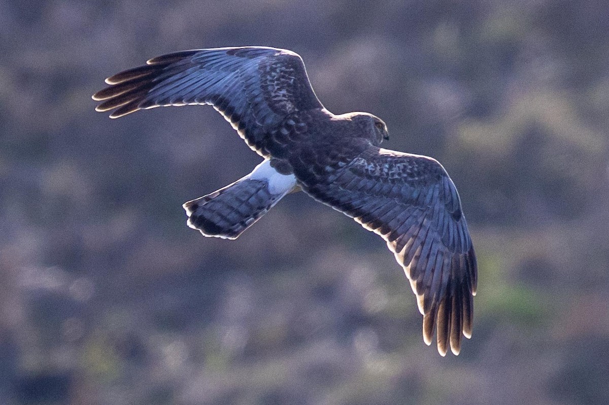 Northern Harrier - ML644572705
