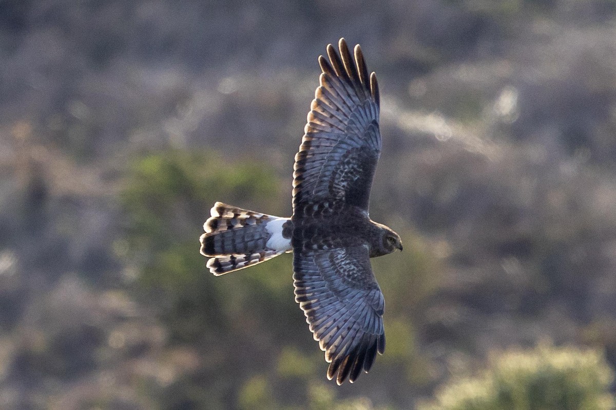 Northern Harrier - ML644572706