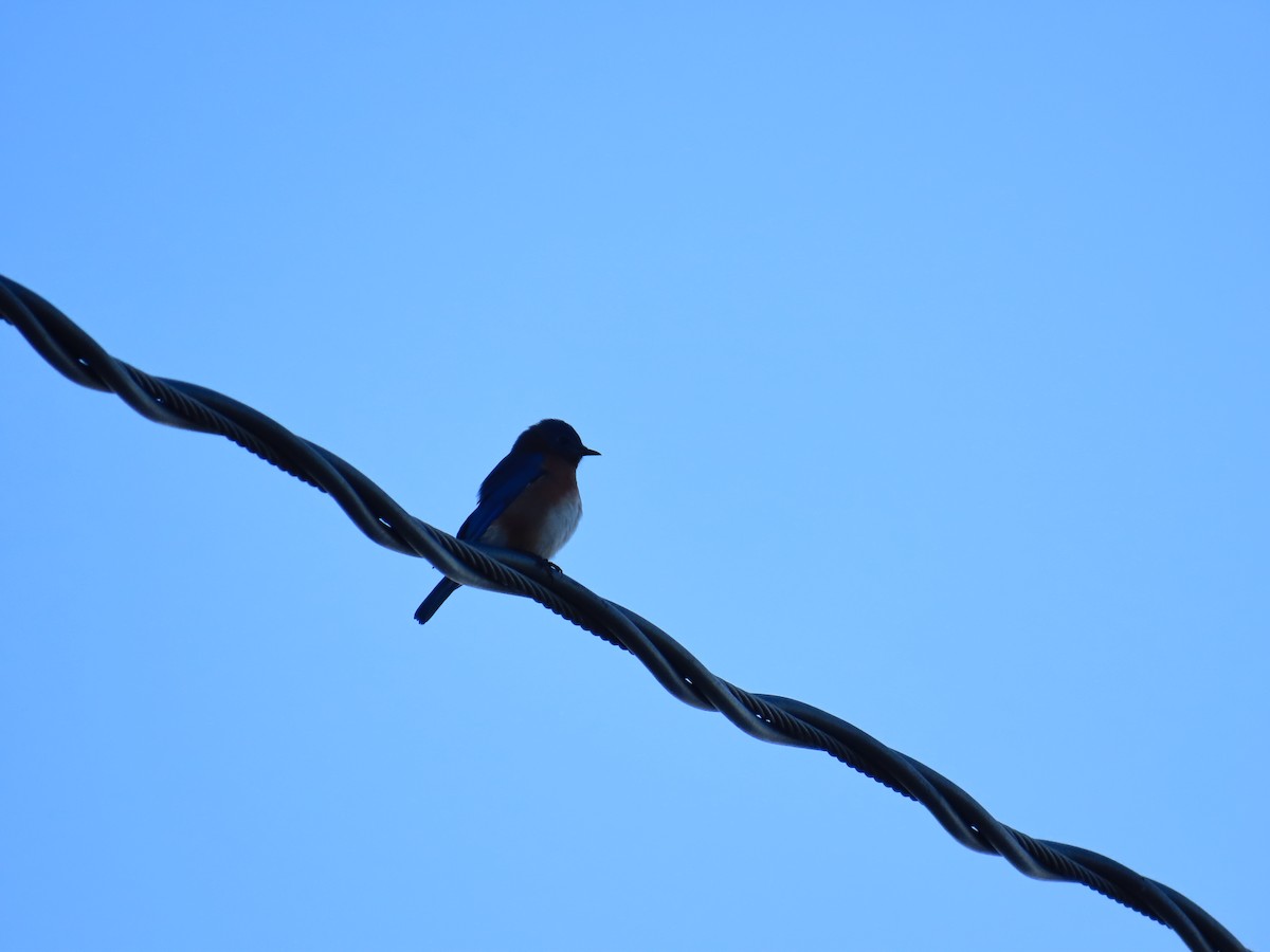 Eastern Bluebird - ML644572707