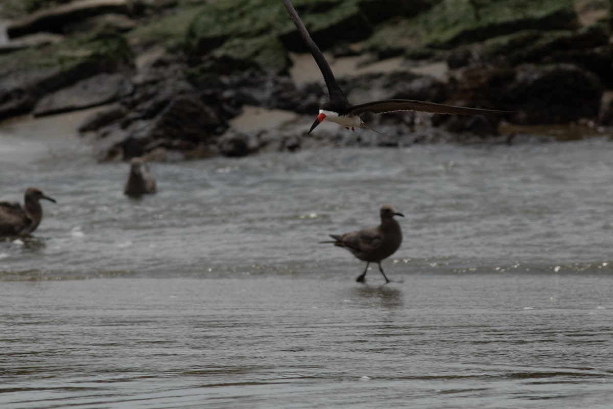 Black Skimmer - ML644572708