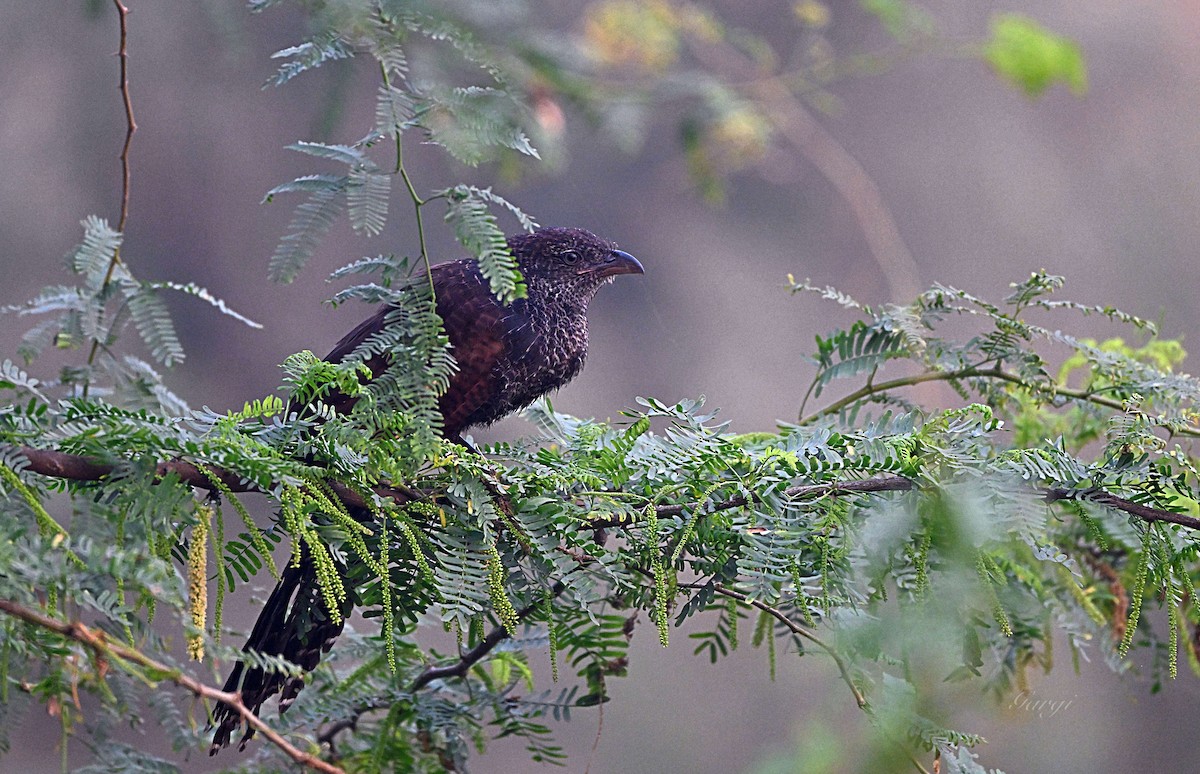 Grand Coucal - ML644572715