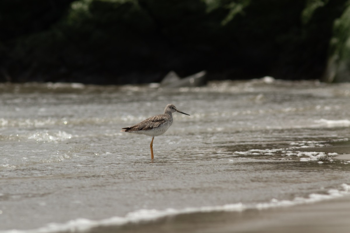 Greater Yellowlegs - ML644572717