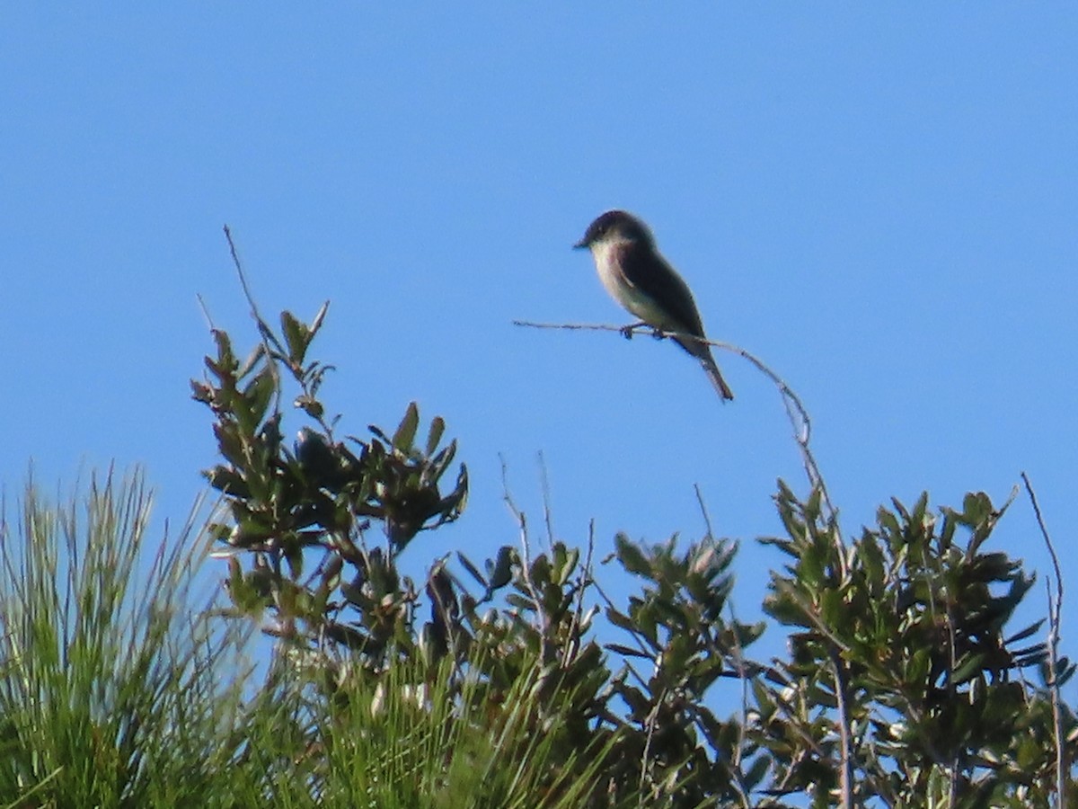 Eastern Phoebe - ML644572721