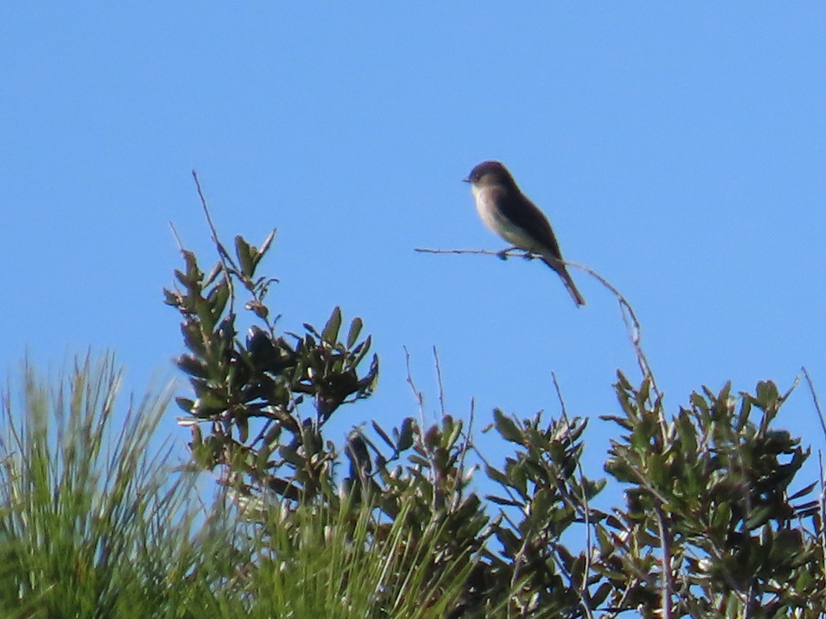 Eastern Phoebe - ML644572722