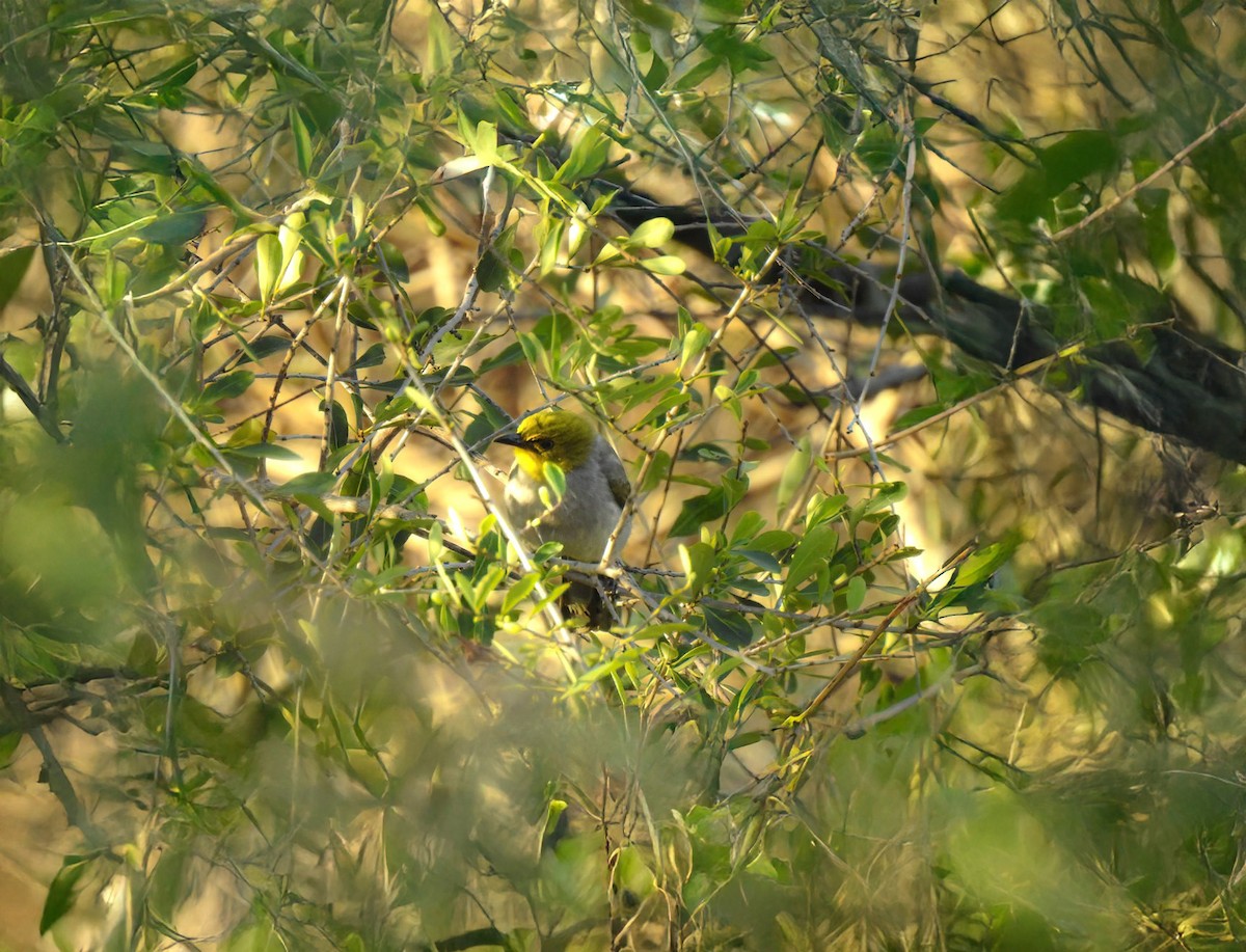 Bulbul à menton jaune - ML644572734