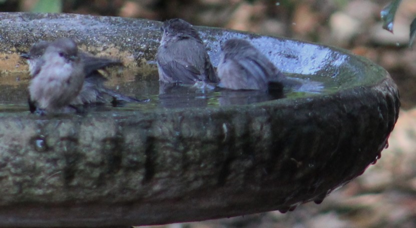 krattmeis - ML644572738